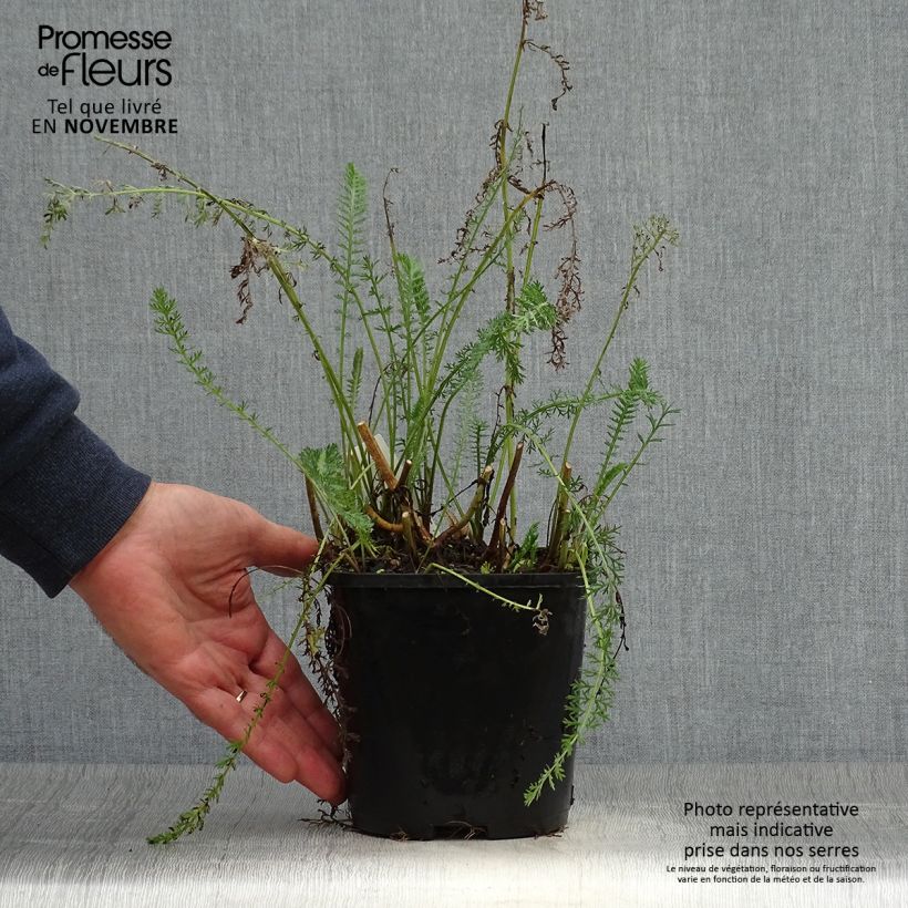 Amostra de Achillea millefolium Terracotta Vaso de 2 L/3 L tal como entregue no outono