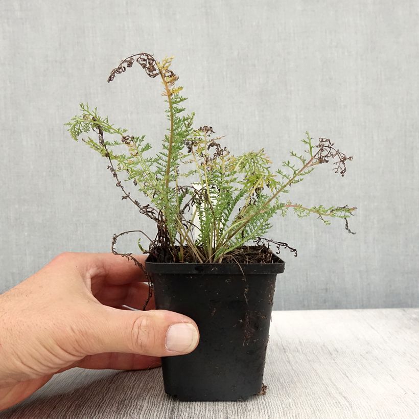 Amostra de Achillea millefolium Velours Vaso de 8/9 cm tal como entregue no outono