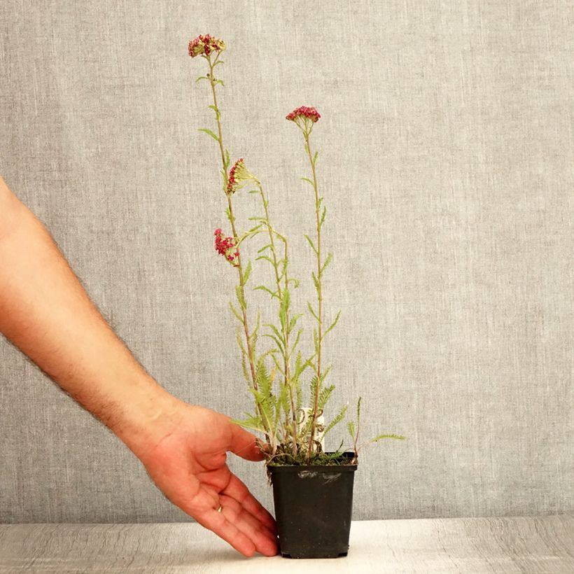 Amostra de Achillea millefolium Velours Vaso de 8/9 cm tal como entregue no verão