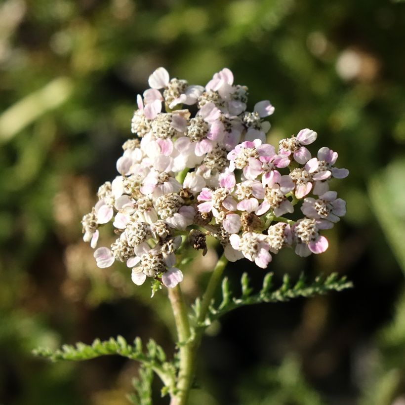 Achillea millefolium Wonderful Wampee (Floração)