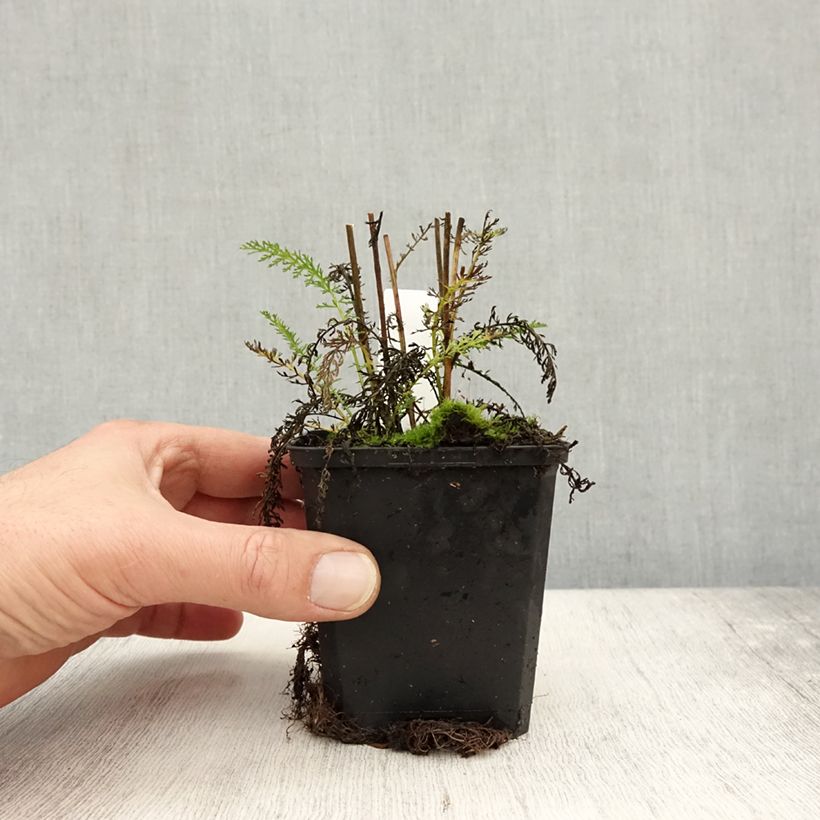 Amostra de Achillea millefolium Wonderful Wampee Vaso de 8/9 cm tal como entregue no outono