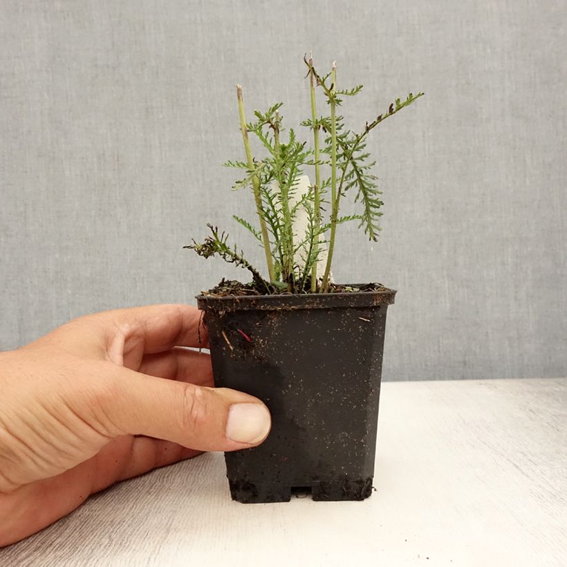 Amostra de Achillea millefolium Wonderful Wampee Vaso de 8/9 cm tal como entregue no verão