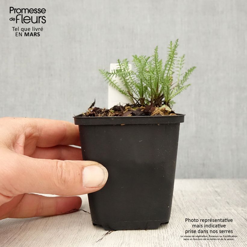 Amostra de Achillea millefolium Wonderful Wampee Vaso de 8/9 cm tal como entregue na primavera