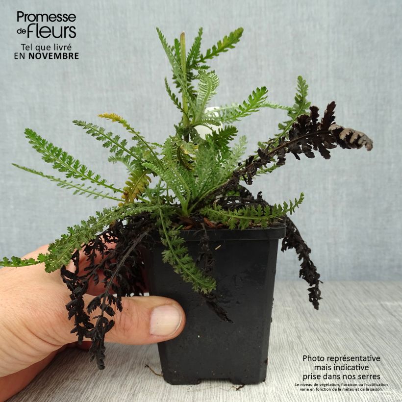 Amostra de Achillea Moonshine Vaso de 8/9 cm tal como entregue no outono