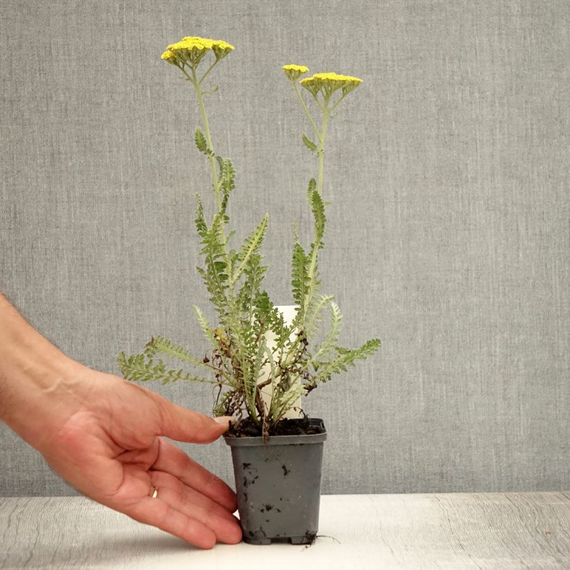 Amostra de Achillea Moonshine Vaso de 8/9 cm tal como entregue no verão