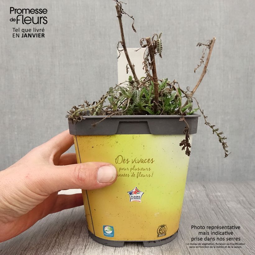 Amostra de Achillea Moonshine Vaso de 2 L/3 L tal como entregue no inverno