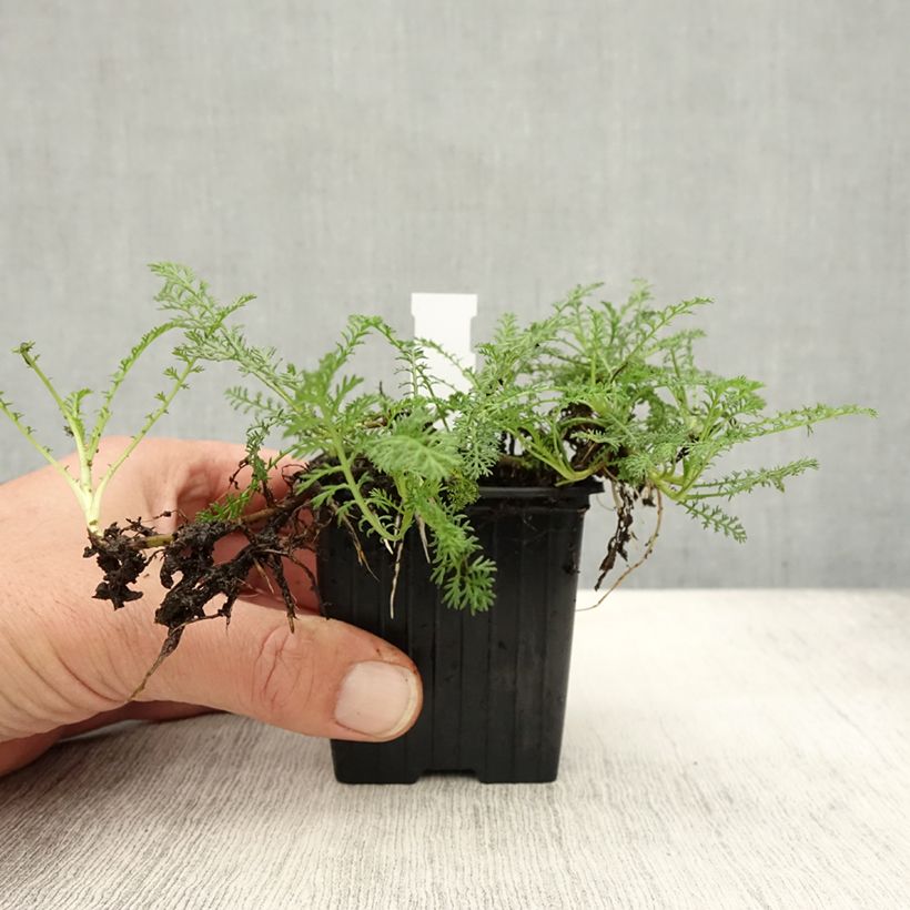 Amostra de Achillea odorata Vaso de 8/9 cm tal como entregue no outono