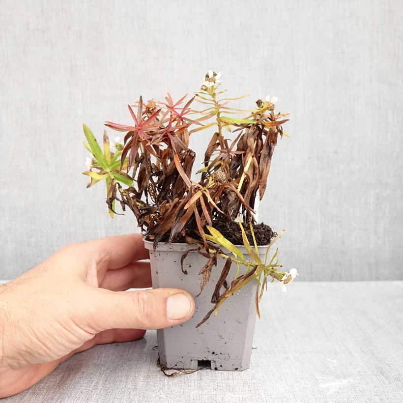 Amostra de Achillea ptarmica Nana Compacta Vaso de 8/9 cm tal como entregue no outono