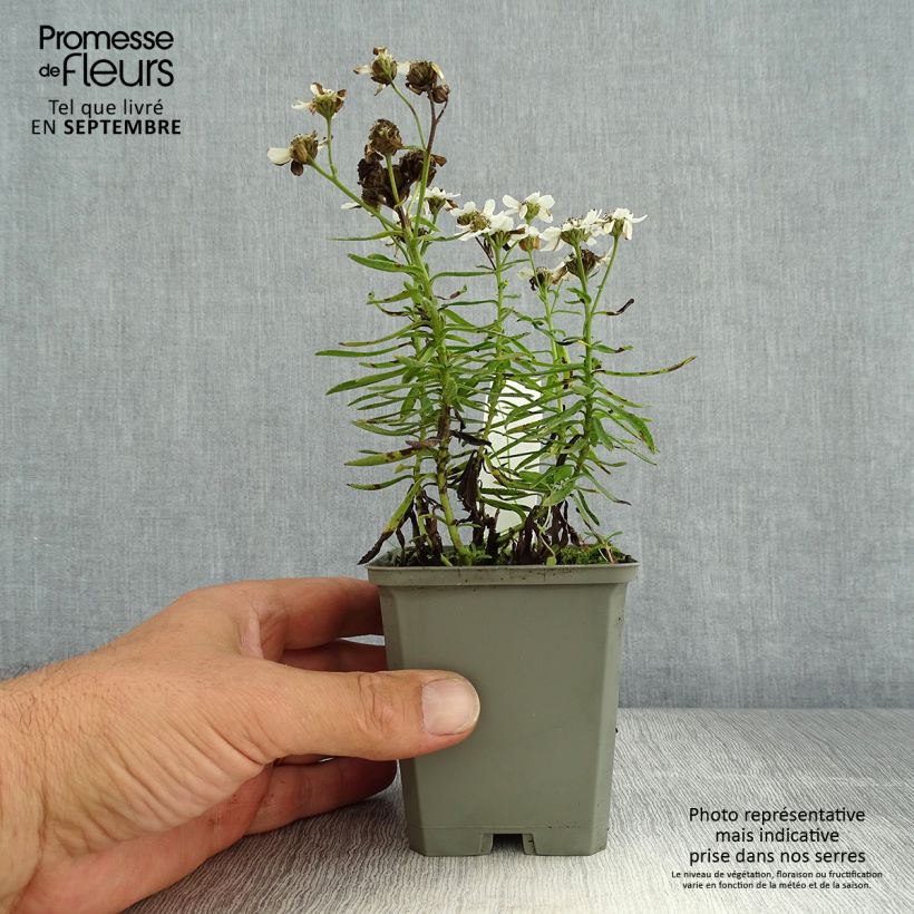 Amostra de Achillea ptarmica Nana Compacta Vaso de 8/9 cm tal como entregue no verão