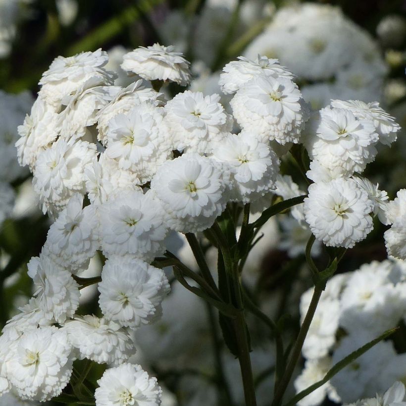 Achillea ptarmica Perry's White (Floração)