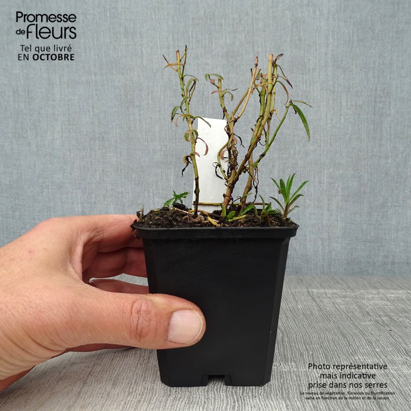 Amostra de Achillea ptarmica Perry's White Vaso de 8/9 cm tal como entregue no outono
