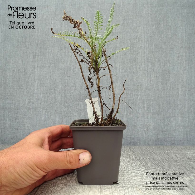 Amostra de Achillea taygetea Vaso de 8/9 cm tal como entregue no outono