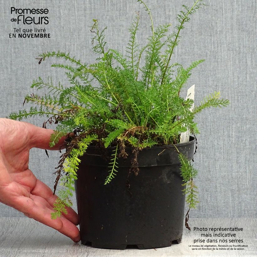 Amostra de Achillea tomentosa Vaso de 2 L/3 L tal como entregue no outono