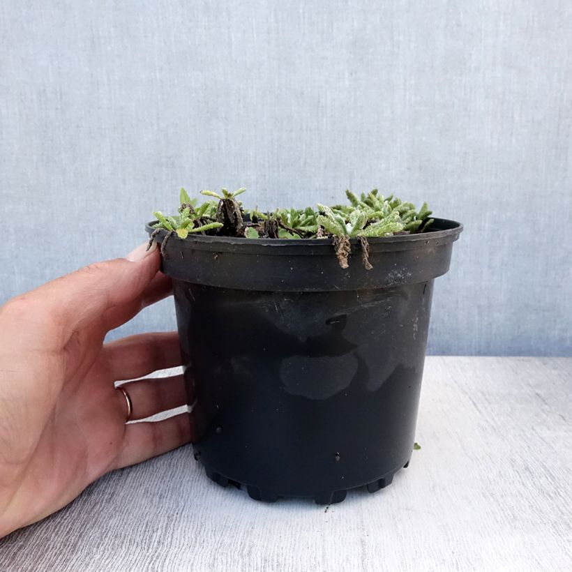 Amostra de Achillea tomentosa Vaso de 2 L/3 L tal como entregue no verão