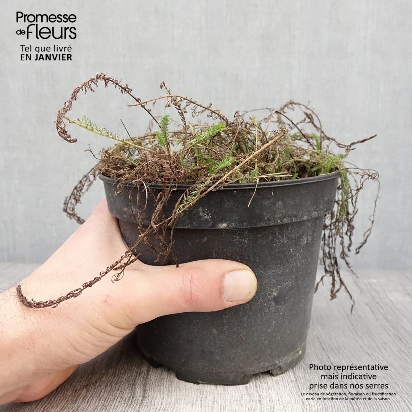 Amostra de Achillée tomentosa - Herbe à dinde Vaso de 2 L/3 L tal como entregue no inverno