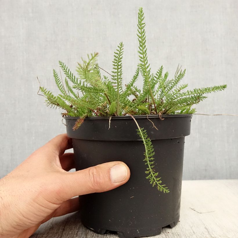 Amostra de Achillea tomentosa Vaso de 2 L/3 L tal como entregue na primavera