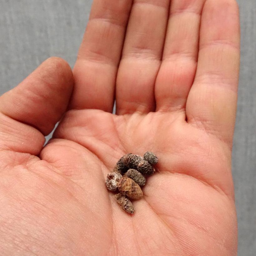 Amostra de Achimenes Blanc Bulbe Kaliber/Größe I tal como entregue na primavera