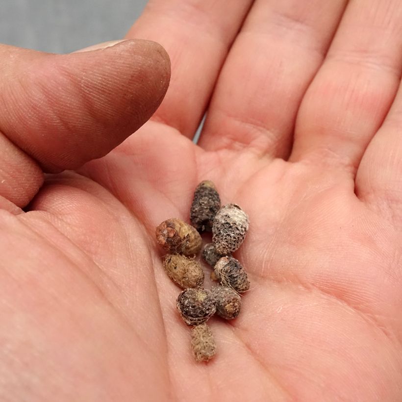 Amostra de Achimenes en mélange Bulbe Kaliber/Größe I tal como entregue na primavera