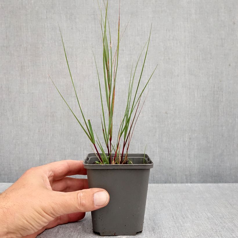 Amostra de Stipa calamagrostis Allgäu Vaso de 8/9 cm tal como entregue no outono