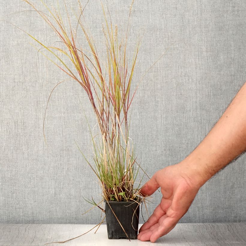 Amostra de Stipa calamagrostis Allgäu Vaso de 8/9 cm tal como entregue no verão