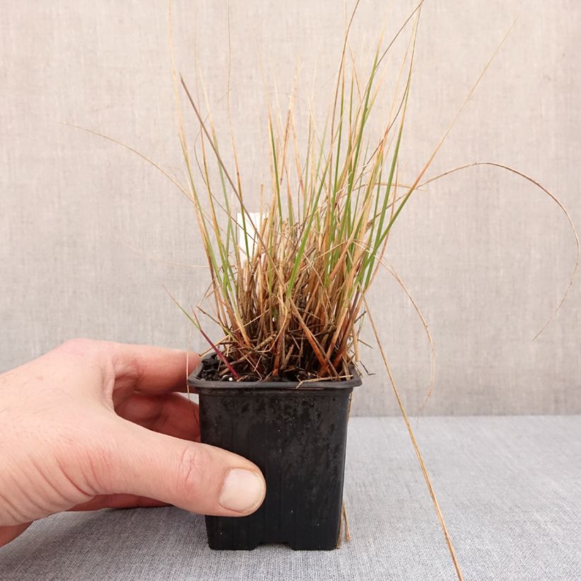 Amostra de Stipa calamagrostis Allgäu Vaso de 8/9 cm tal como entregue no inverno
