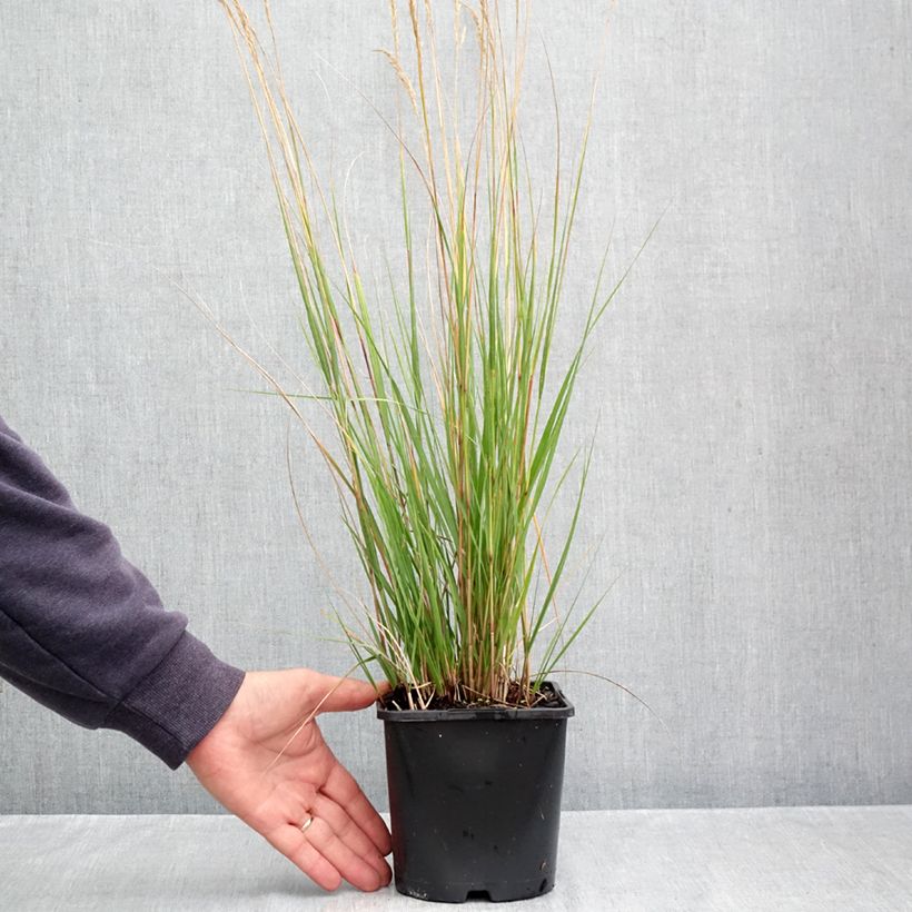Amostra de Stipa calamagrostis Allgäu Vaso de 1,5 L/2 L tal como entregue no outono