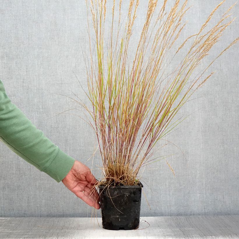 Amostra de Stipa calamagrostis Allgäu Vaso de 1,5 L/2 L tal como entregue no verão