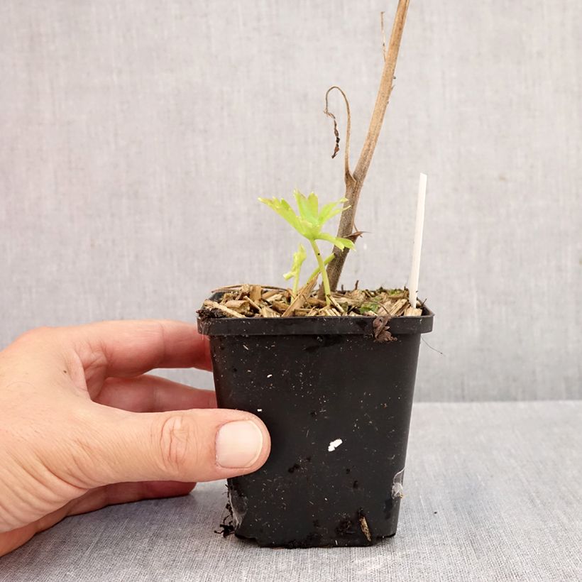 Amostra de Aconitum Purple Sparrow Vaso de 8/9 cm tal como entregue no outono