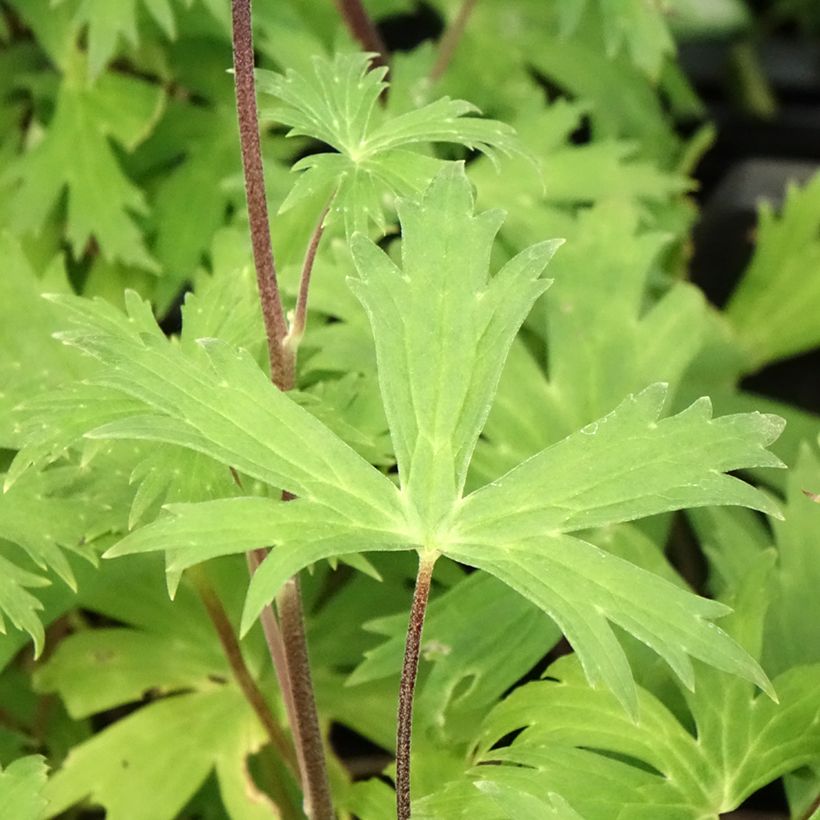 Aconitum Purple Sparrow (Folhagem)