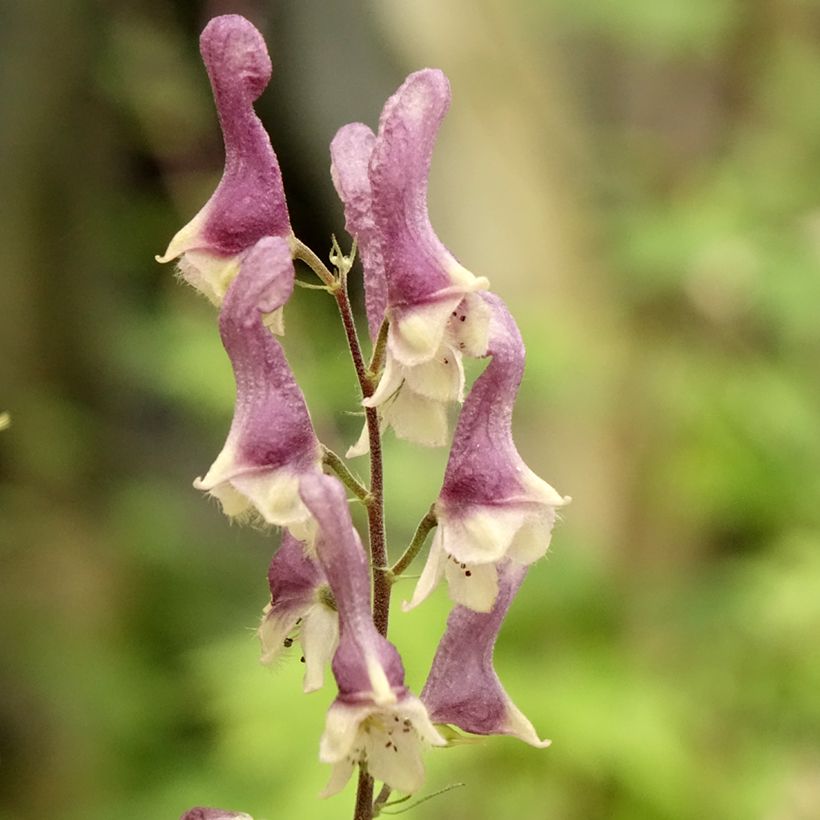 Aconitum Purple Sparrow (Floração)