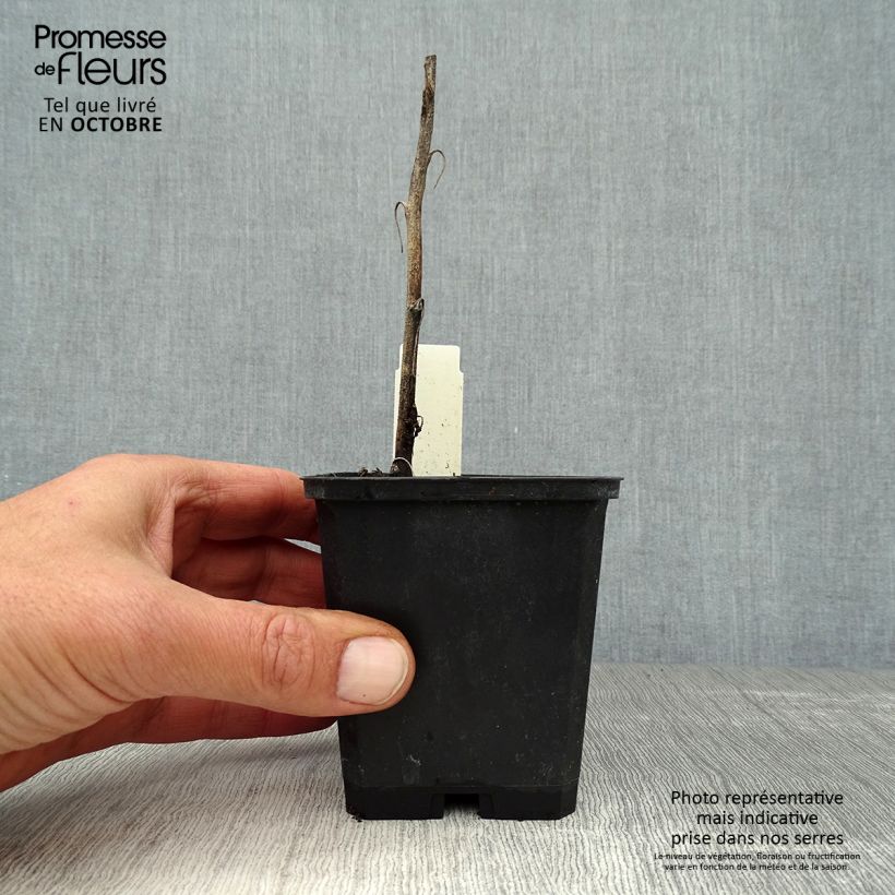 Amostra de Aconitum henryi Spark's Variety Vaso de 8/9 cm tal como entregue no outono