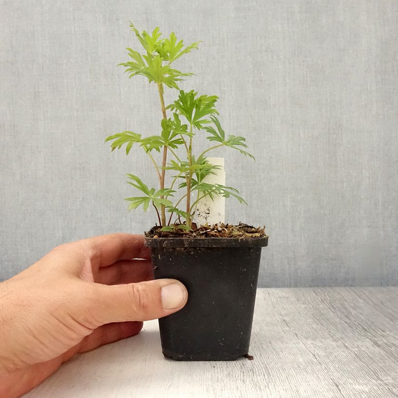 Amostra de Aconitum henryi Spark's Variety Vaso de 8/9 cm tal como entregue no verão