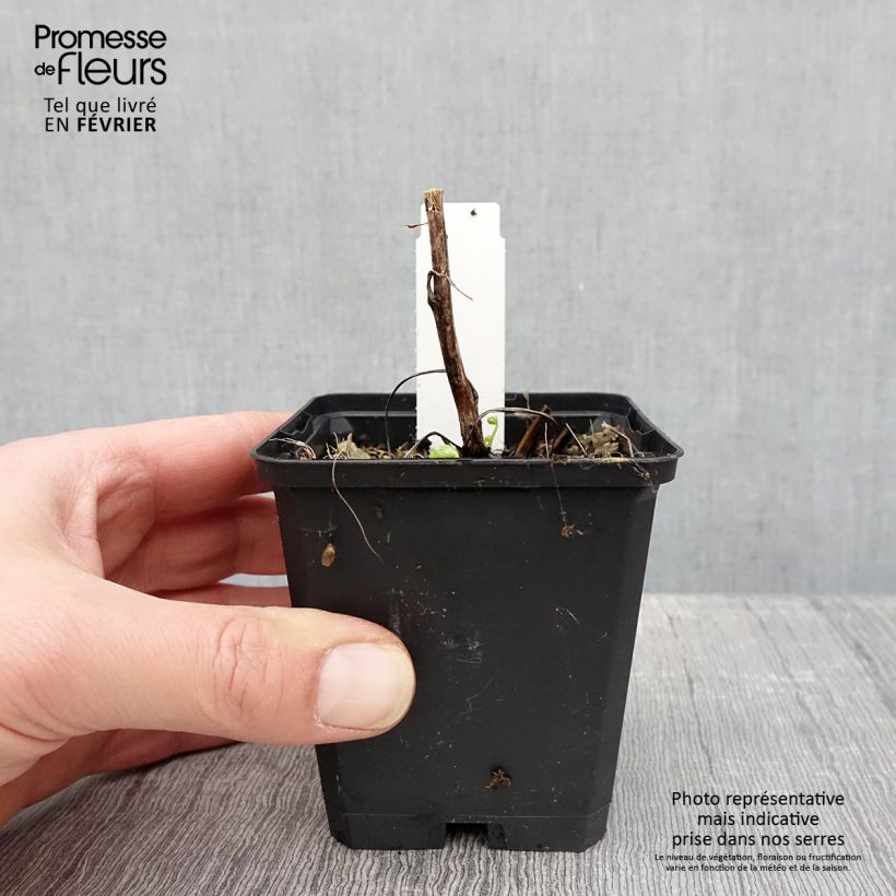 Amostra de Aconitum napellus Album Vaso de 8/9 cm tal como entregue no inverno