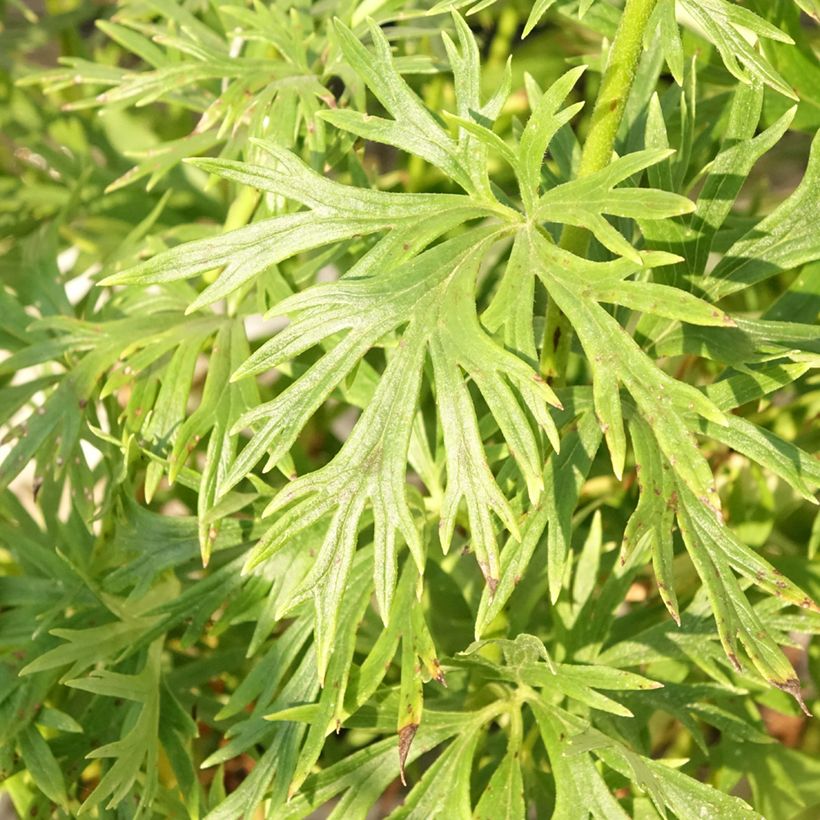 Aconitum napellus Album (Folhagem)