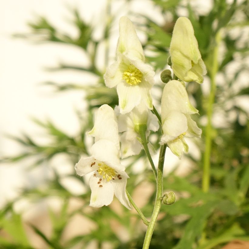Aconitum napellus Album (Floração)