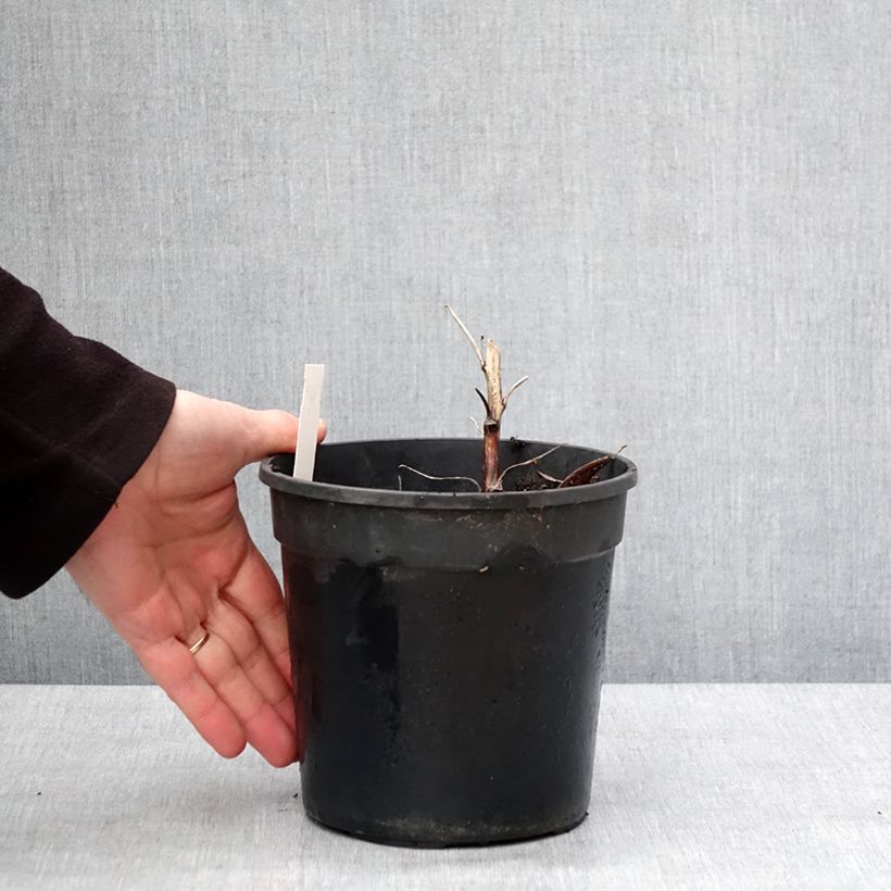 Amostra de Aconit bleu et blanc - Aconitum cammarum Bicolor Vaso de 2 L/3 L tal como entregue no inverno