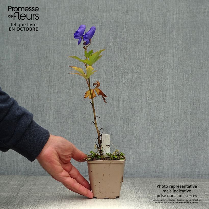 Amostra de Aconitum carmichaelii Arendsii Vaso de 8/9 cm tal como entregue no outono