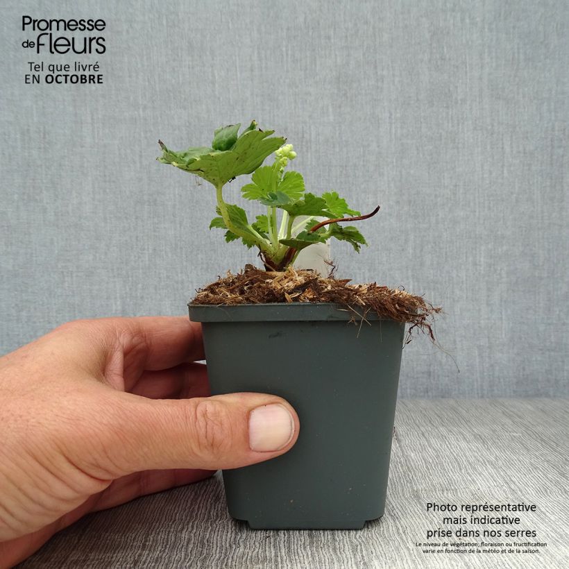 Amostra de Aconitum septentrionale Ivorine Vaso de 8/9 cm tal como entregue no outono