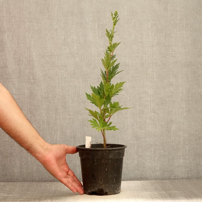 Amostra de Aconitum fischeri Vaso de 2 L/3 L tal como entregue no verão