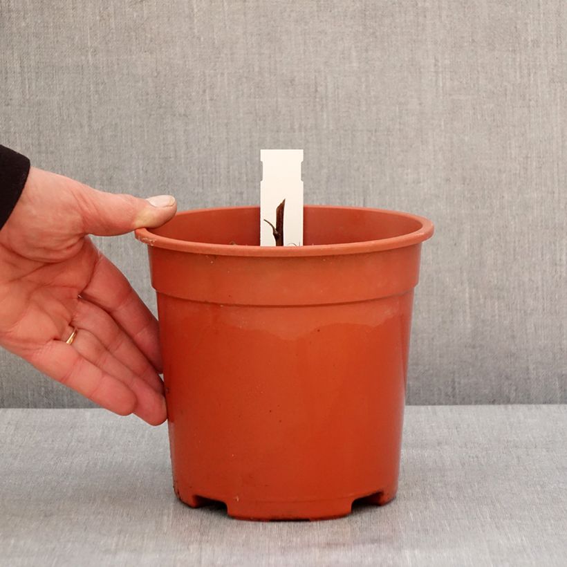 Amostra de Aconit de Fischer - Aconitum fischeri Pot de 2L/3L tal como entregue no inverno