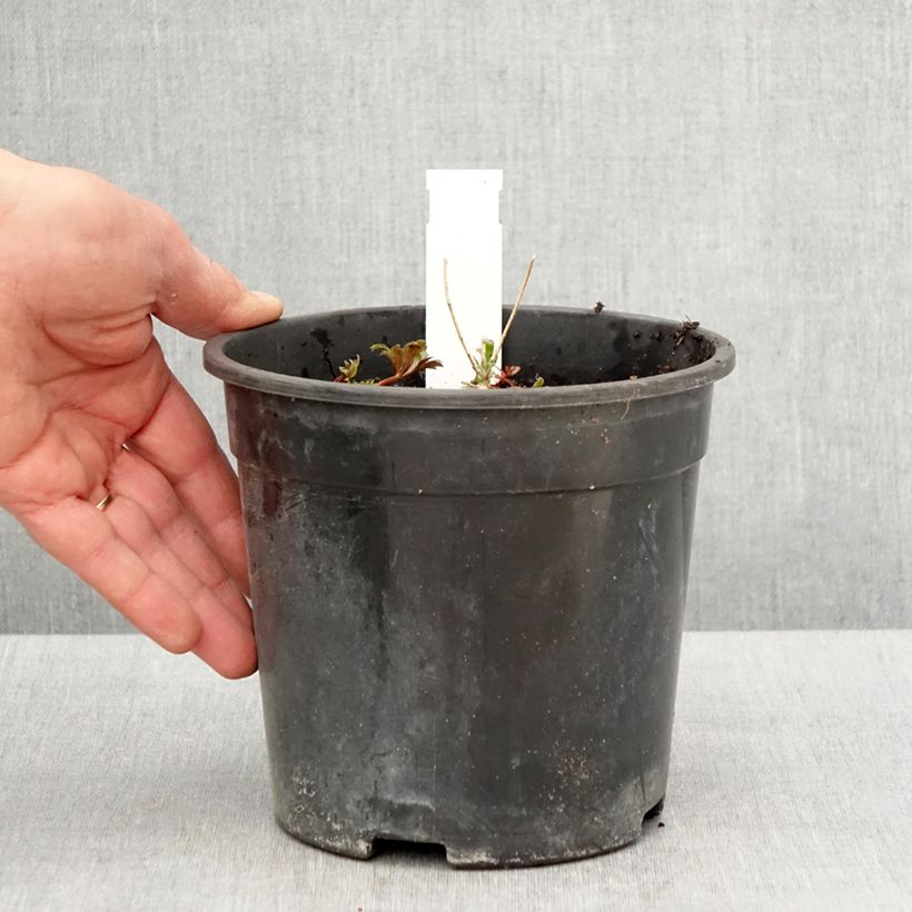 Amostra de Aconitum fischeri Vaso de 2 L/3 L tal como entregue na primavera