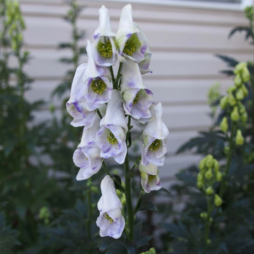 Aconitum carmichaelii Cloudy (Floração)