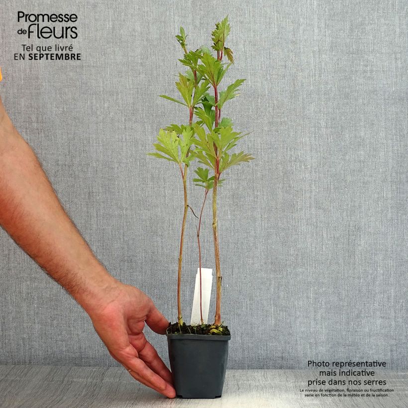 Amostra de Aconitum carmichaelii Cloudy Vaso de 8/9 cm tal como entregue no verão