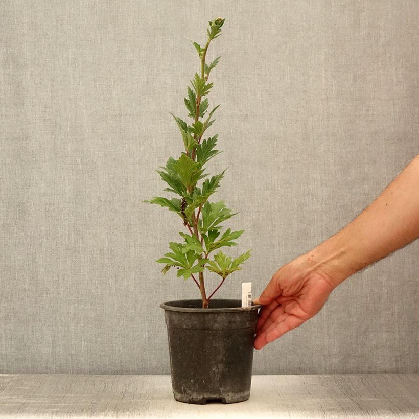 Amostra de Aconitum carmichaelii Royal Flush Vaso de 2 L/3 L tal como entregue no verão