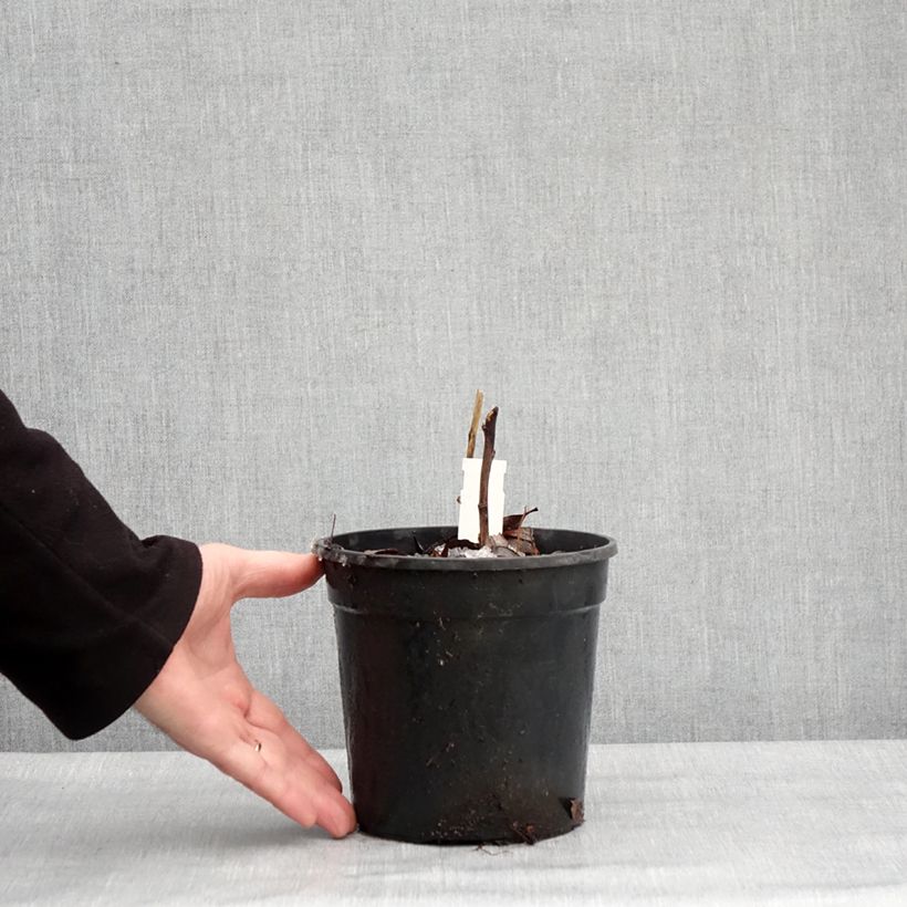 Amostra de Aconitum carmichaelii Royal Flush Pot de 2L/3L tal como entregue no inverno