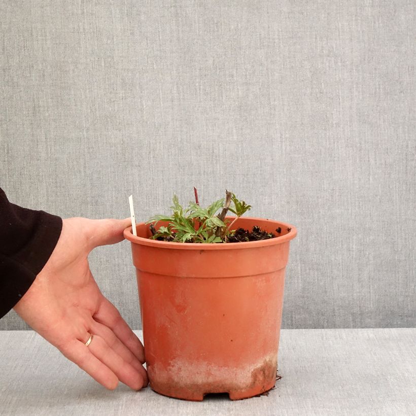 Amostra de Aconitum carmichaelii Royal Flush Vaso de 2 L/3 L tal como entregue na primavera