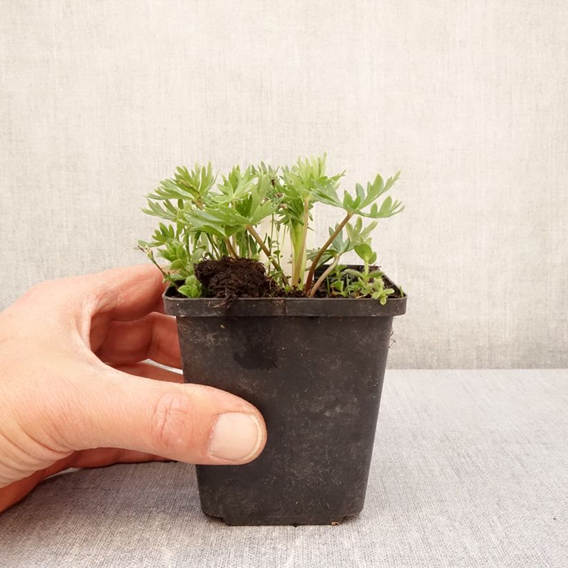 Amostra de Aconitum napellus subsp. vulgare Vaso de 8/9 cm tal como entregue na primavera