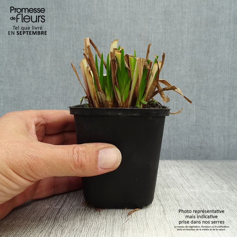 Amostra de Acorus calamus Vaso de 8/9 cm tal como entregue no outono
