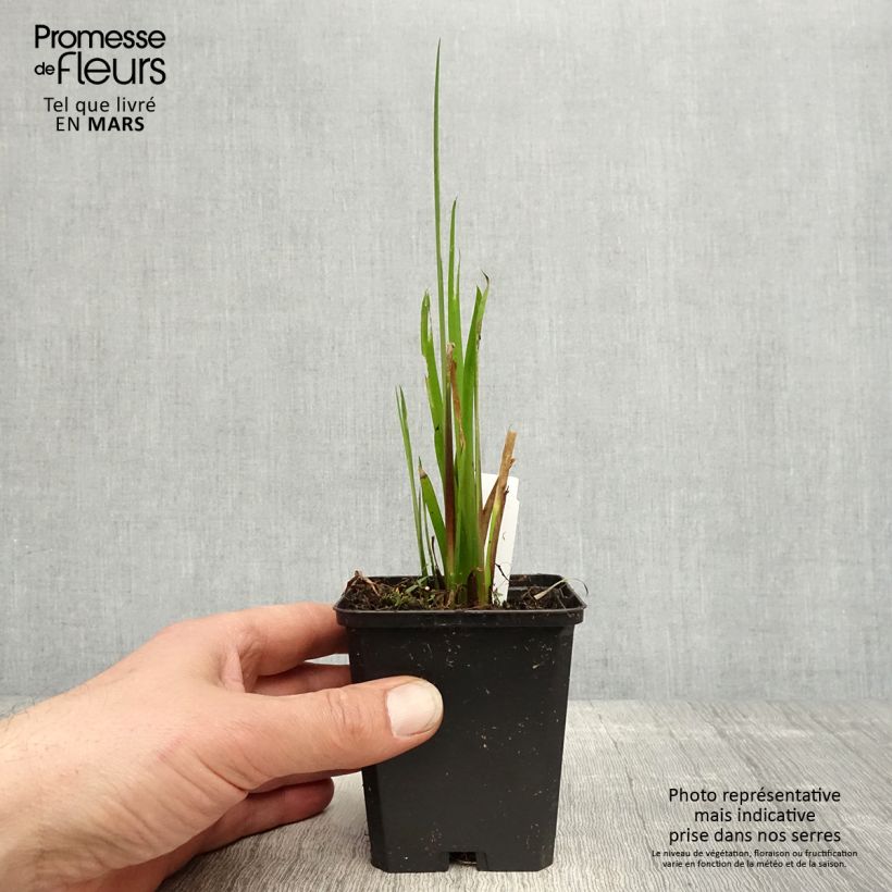 Amostra de Acorus calamus Vaso de 8/9 cm tal como entregue na primavera