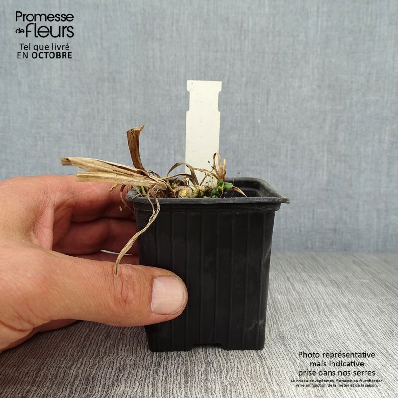 Amostra de Acorus calamus Variegatus Vaso de 8/9 cm tal como entregue no outono